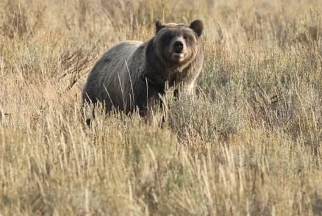 Trail Walker Attacked by Grizzly in Wilderness Area Flown to Medical Facility