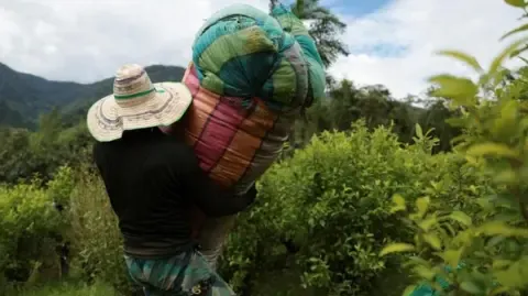 America Classifies Colombia as Non-Cooperative in Anti-Drug Efforts