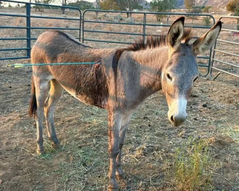 Donkey Recovering After Recent Bow Assault on Free-Roaming Asses in California
