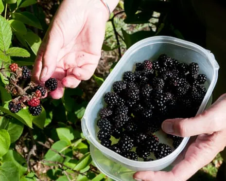 Seeking: Tasty Bakes to Make Use Of a Glut of House-Made Jam