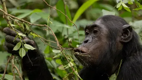 Chimpanzees Ingesting the Equivalent of One Lager Each Day from Overripe Produce, Study Reveals
