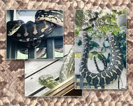 Accepting the Snakes in My Ceiling: An Evolution from Dread to Respect