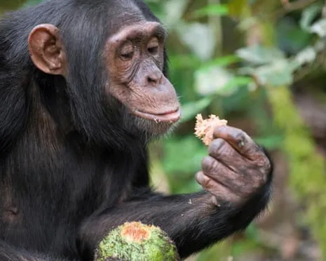 Apes Ingest Everyday Ethanol Comparable to a Beer from Ripe Figs