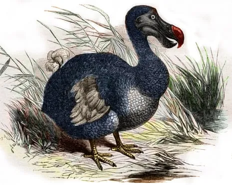 Experts Claim They Have Achieved a ‘Major Breakthrough’ in Resurrecting the Flightless Species for the Very First Occasion in Multiple Generations